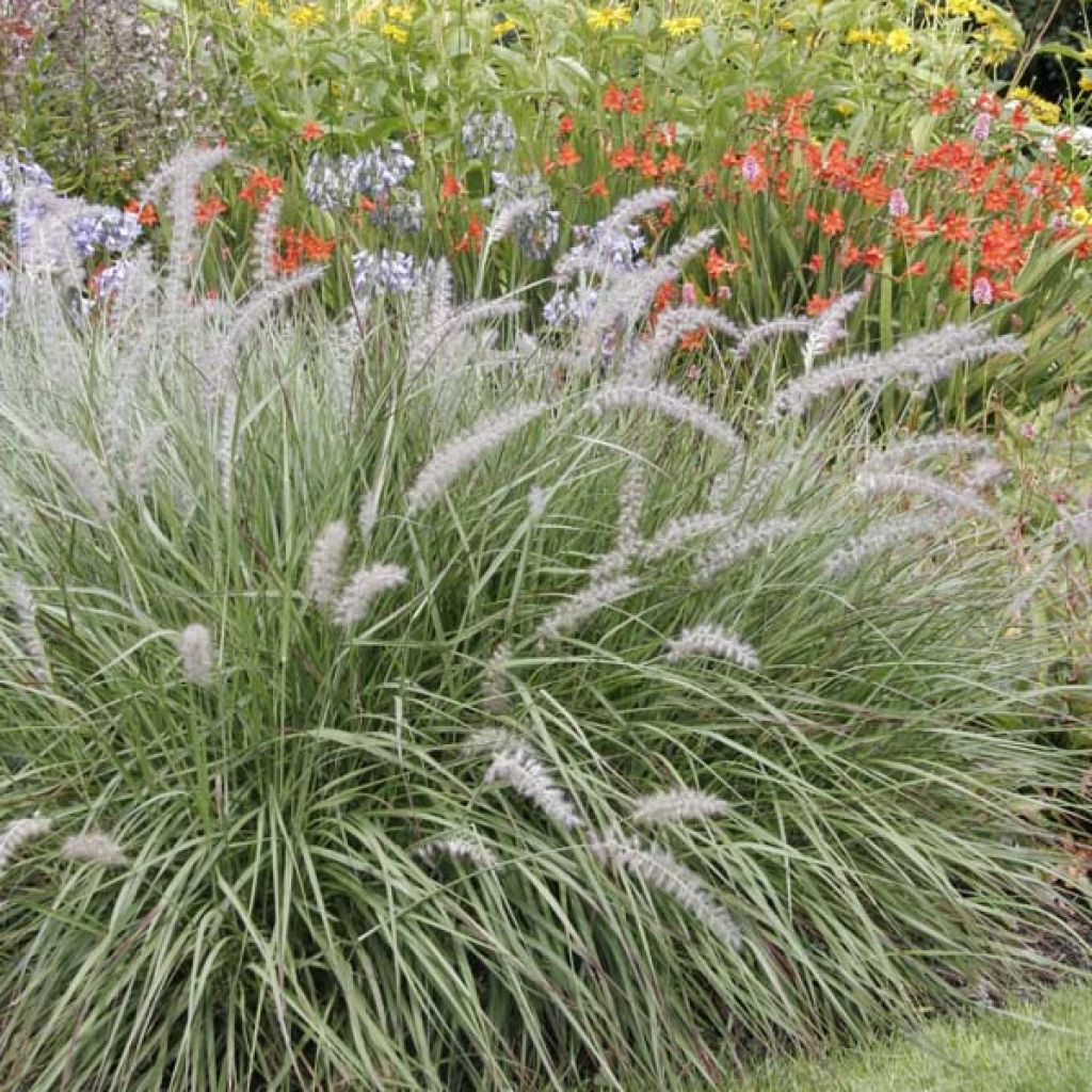 Pennisetum orientale - Herbe aux écouvillons 