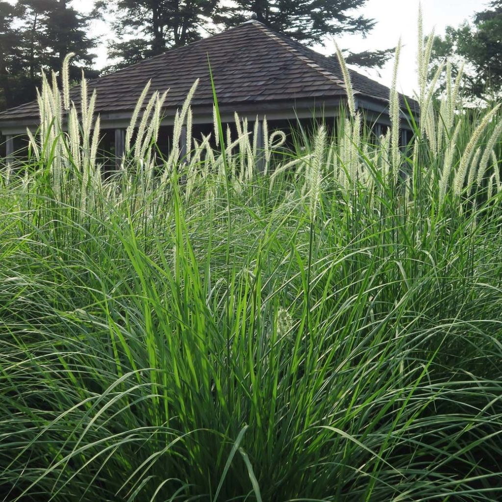 Orientalisches Lampenputzergras Fairy Tails - Pennisetum orientale