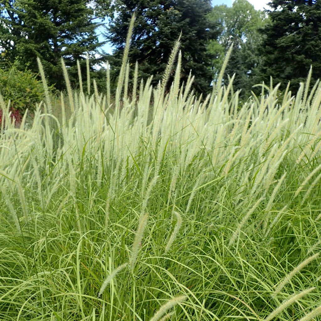 Orientalisches Lampenputzergras Fairy Tails - Pennisetum orientale