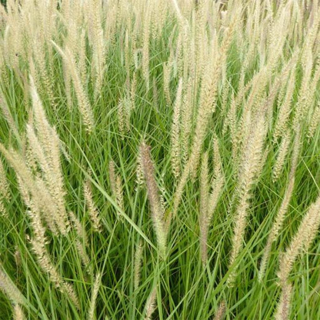 Orientalisches Lampenputzergras Fairy Tails - Pennisetum orientale