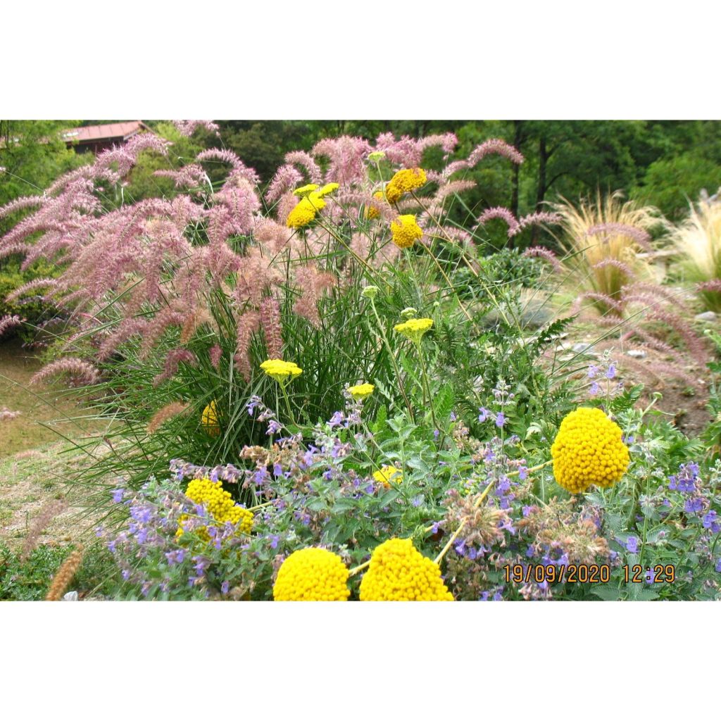 Orientalisches Lampenputzergras Karley Rose - Pennisetum orientale