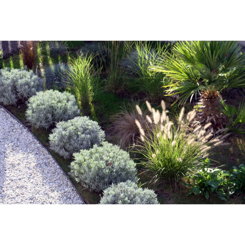 Orientalisches Lampenputzergras Shogun - Pennisetum orientale