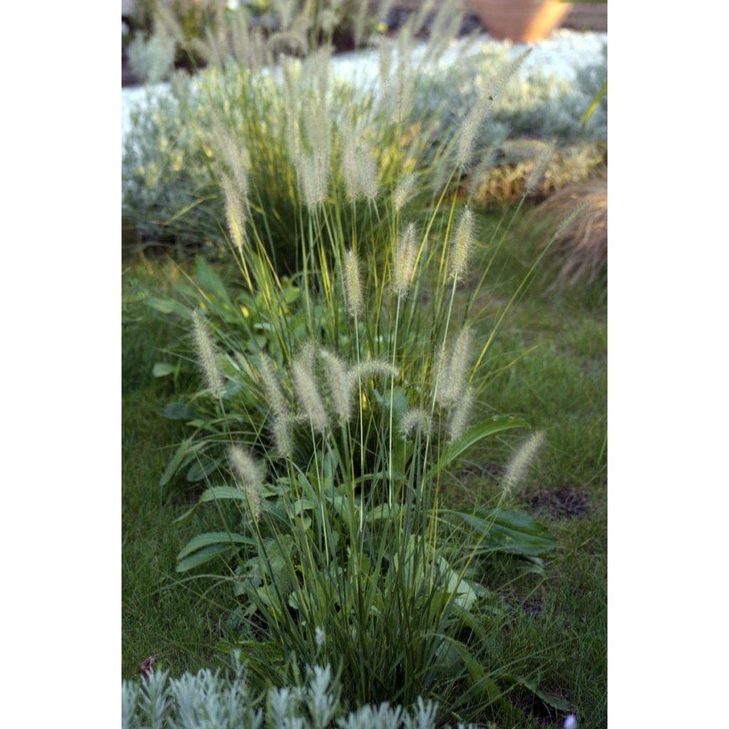 Orientalisches Lampenputzergras Shogun - Pennisetum orientale