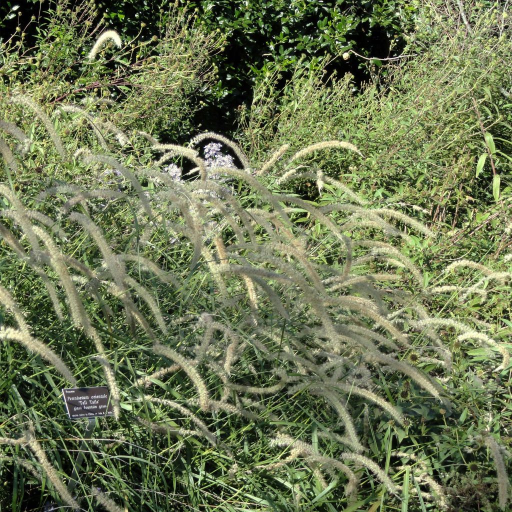 Orientalisches Lampenputzergras Tall Tails - Pennisetum orientale