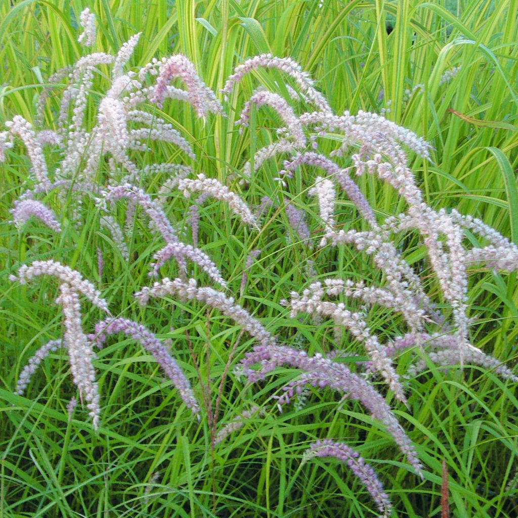 Orientalisches Lampenputzergras Tall Tails - Pennisetum orientale