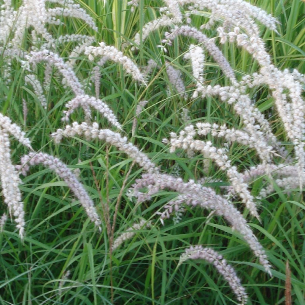 Pennisetum orientale Tall Tails - Herbe aux écouvillons blanc argenté