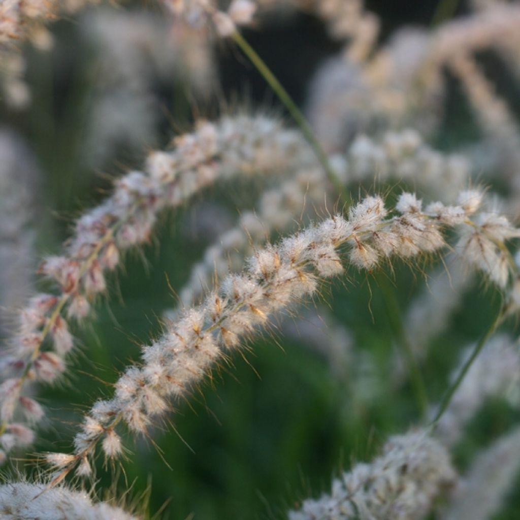 Orientalisches Lampenputzergras Tall Tails - Pennisetum orientale