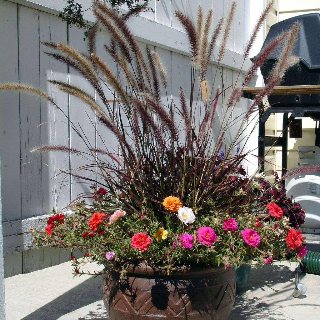 Federborstengras Rubrum - Pennisetum advena