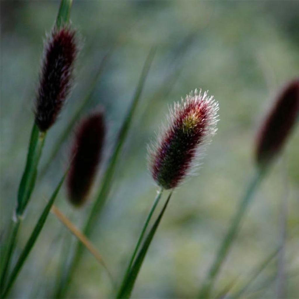 Thunbergs Lampenputzergras - Pennisetum thunbergii