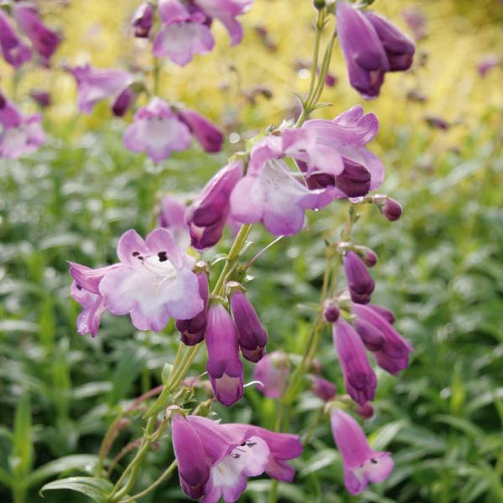 Penstemon Alice Hindley - Bartfaden