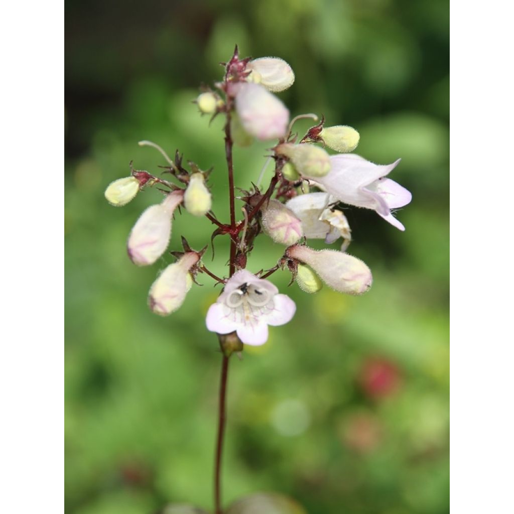 Penstemon digitalis Husker Red - Fingerhutförmiger Bartfaden