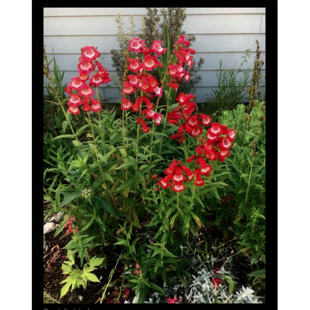 Penstemon Le Phare - Bartfaden