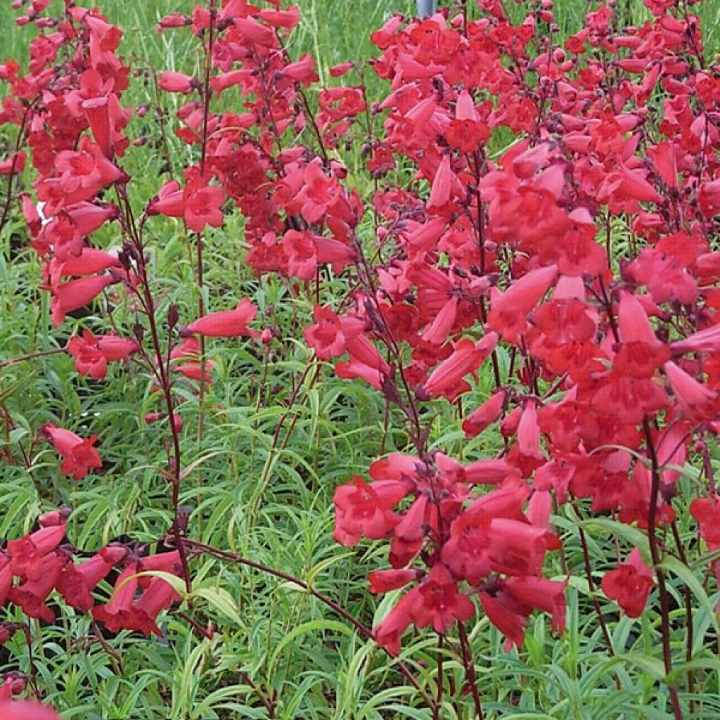 Penstemon Schoenholzeri - Bartfaden