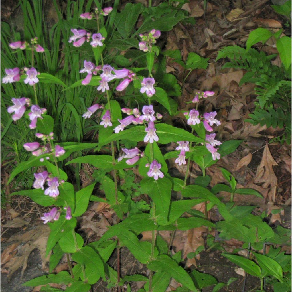 Penstemon smallii - Bartfaden