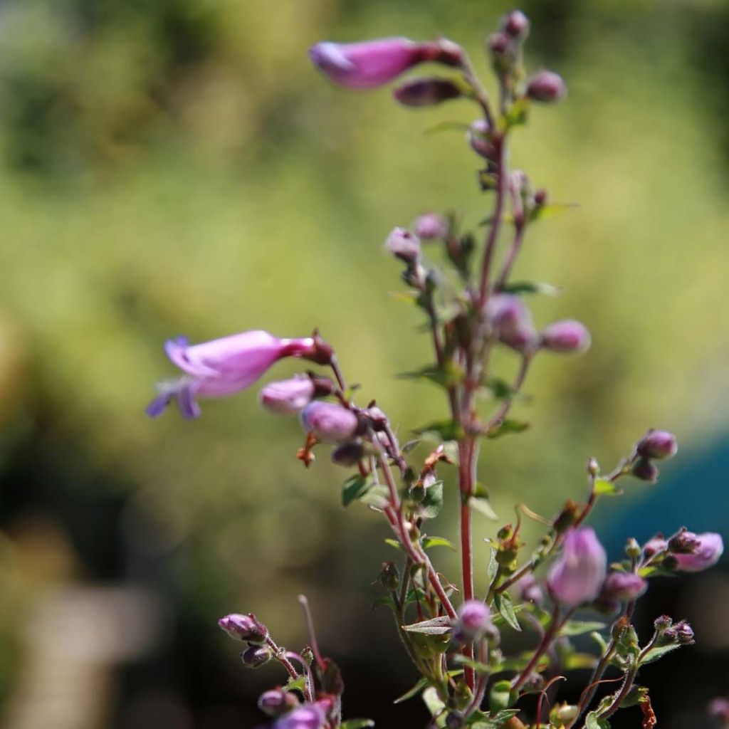 Penstemon smallii - Bartfaden