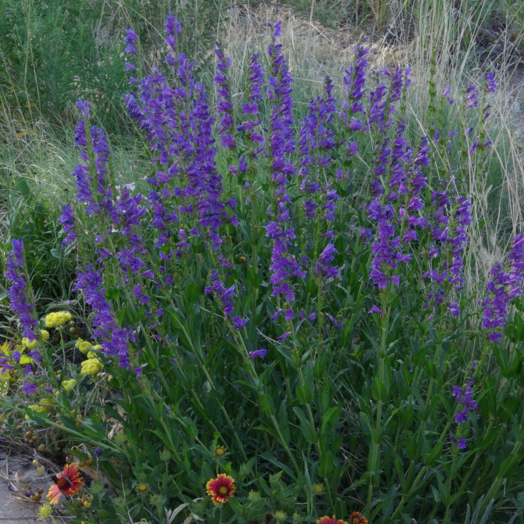 Penstemon strictus - Bartfaden