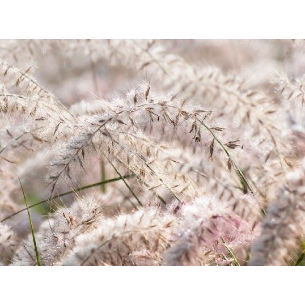 Orientalisches Lampenputzergras JS Dance With Me - Pennisetum orientale