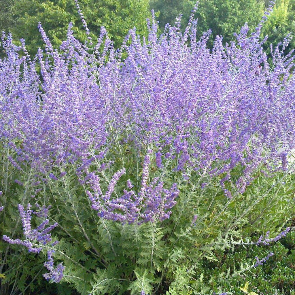 Blauraute Blue Spire - Perovskia atriplicifolia