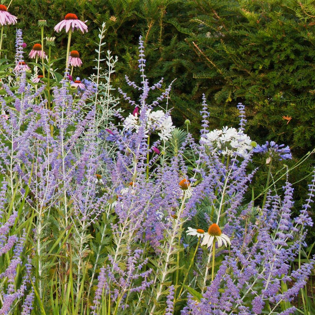 Blauraute Blue Spire - Perovskia atriplicifolia