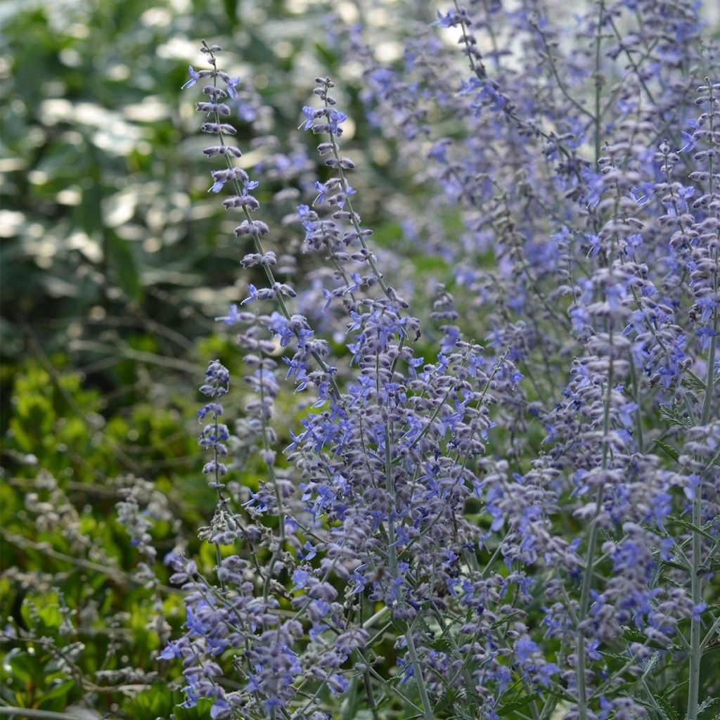 Blauraute Blue Spire - Perovskia atriplicifolia