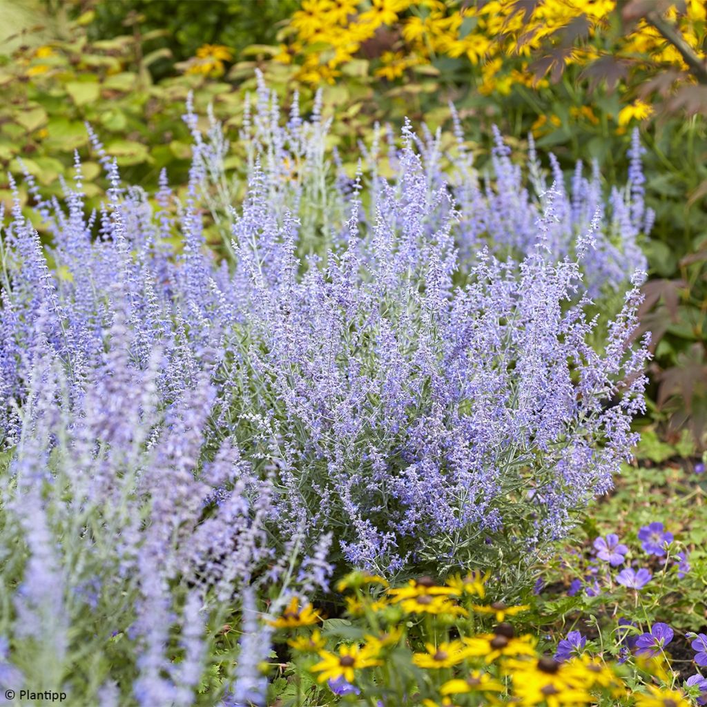 Blauraute Lacey Blue - Perovskia atriplicifolia