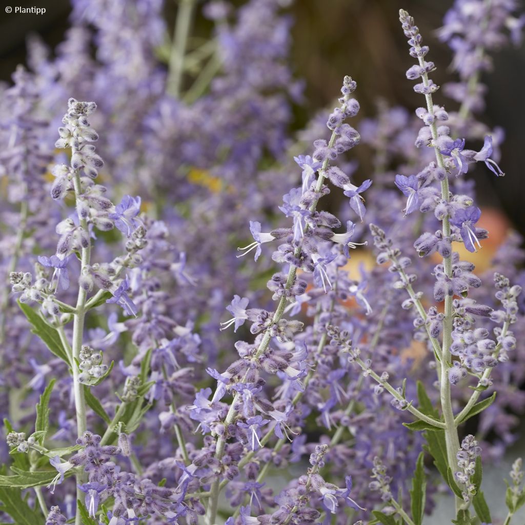 Blauraute Lacey Blue - Perovskia atriplicifolia