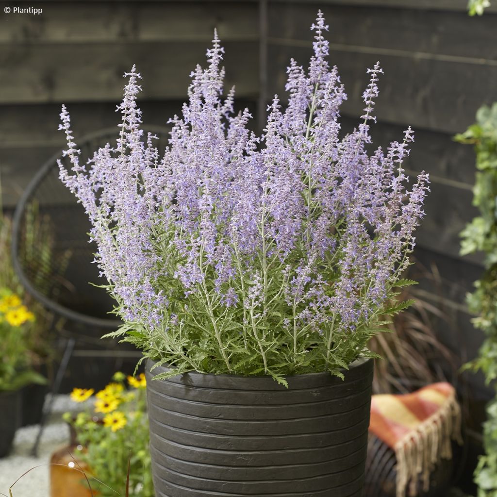 Blauraute Lacey Blue - Perovskia atriplicifolia