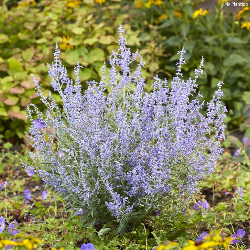 Blauraute Lacey Blue - Perovskia atriplicifolia