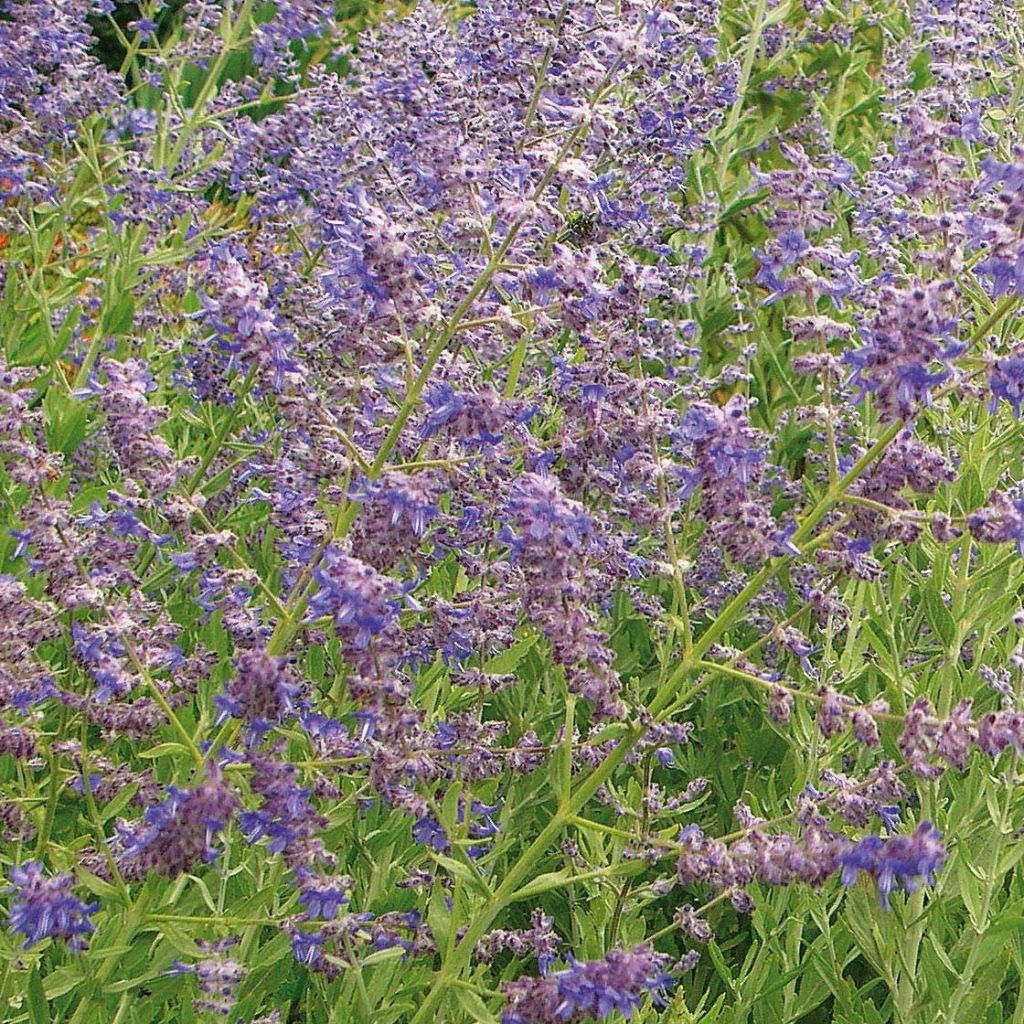 Blauraute Little Spire - Perovskia atriplicifolia