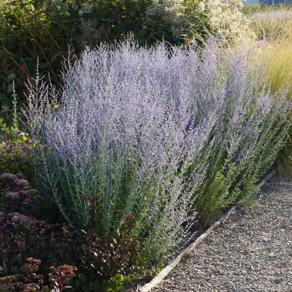 Blauraute Little Spire - Perovskia atriplicifolia