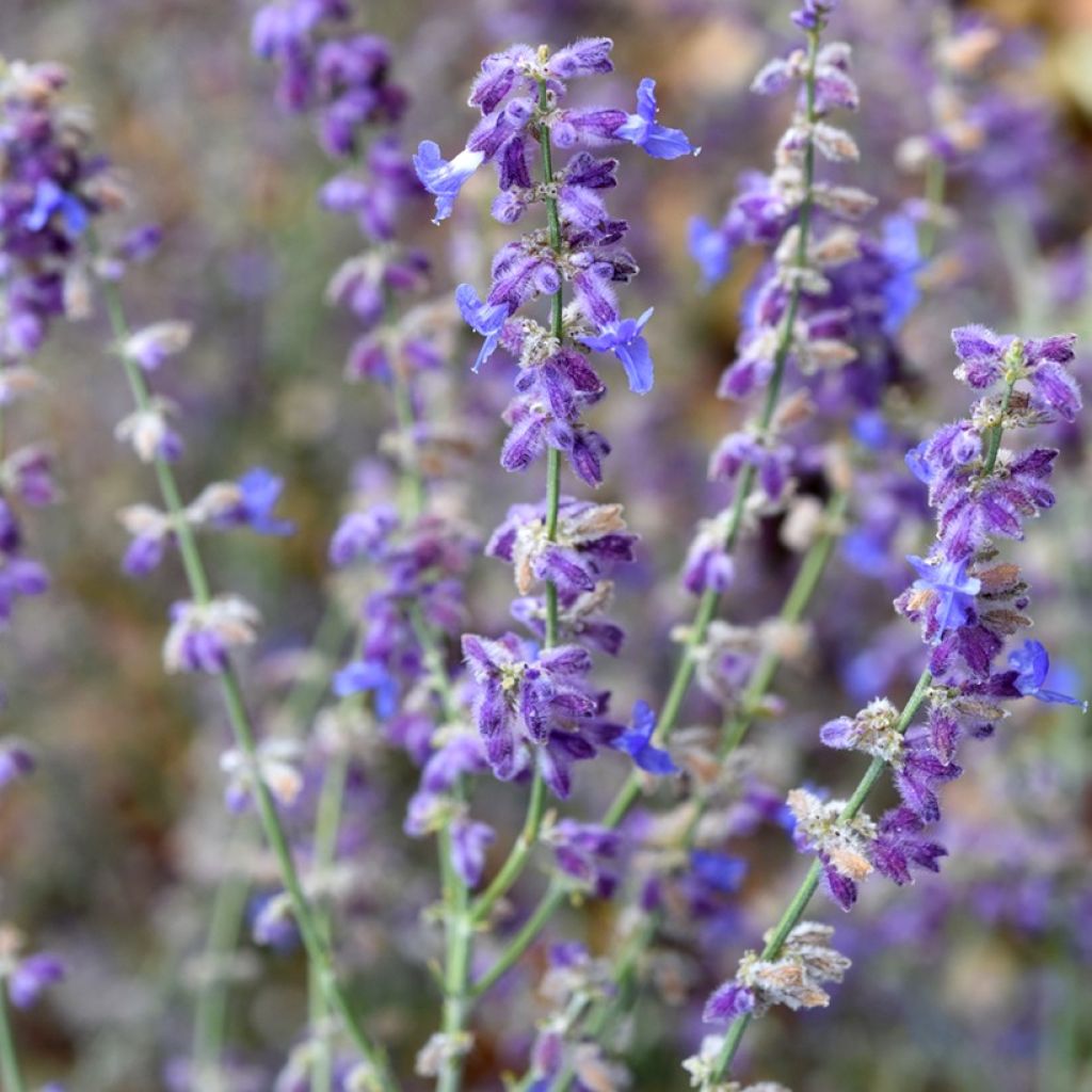 Blauraute Little Spire - Perovskia atriplicifolia