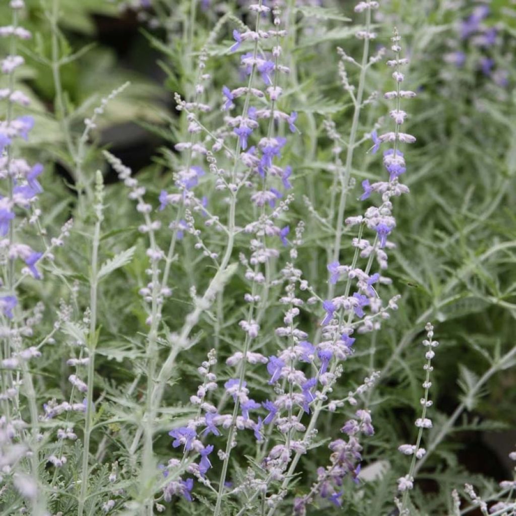 Blauraute Blue Spire - Perovskia atriplicifolia