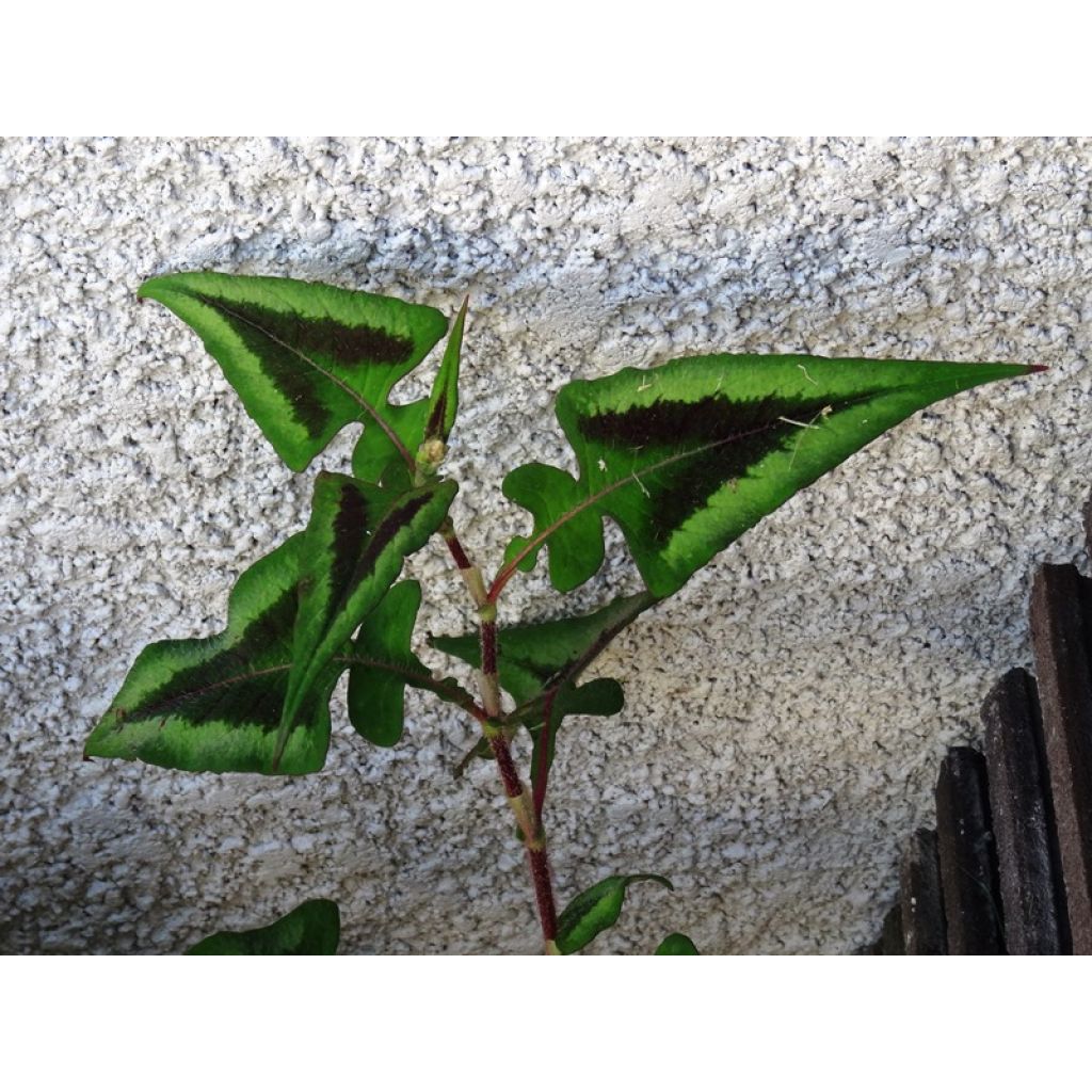 Knöterich Purple Fantasy - Persicaria runcinata