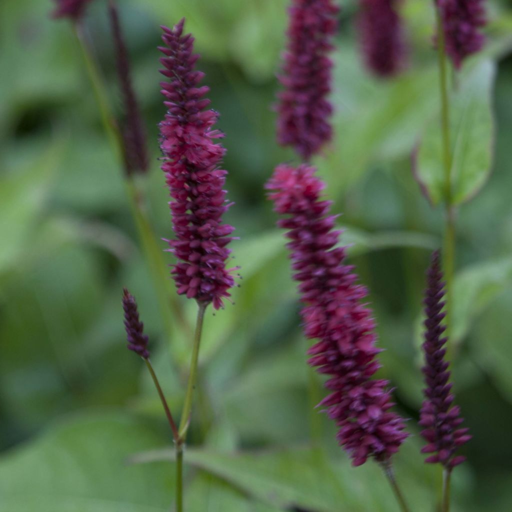 Kerzenknöterich Blackfield - Bistorta amplexicaulis