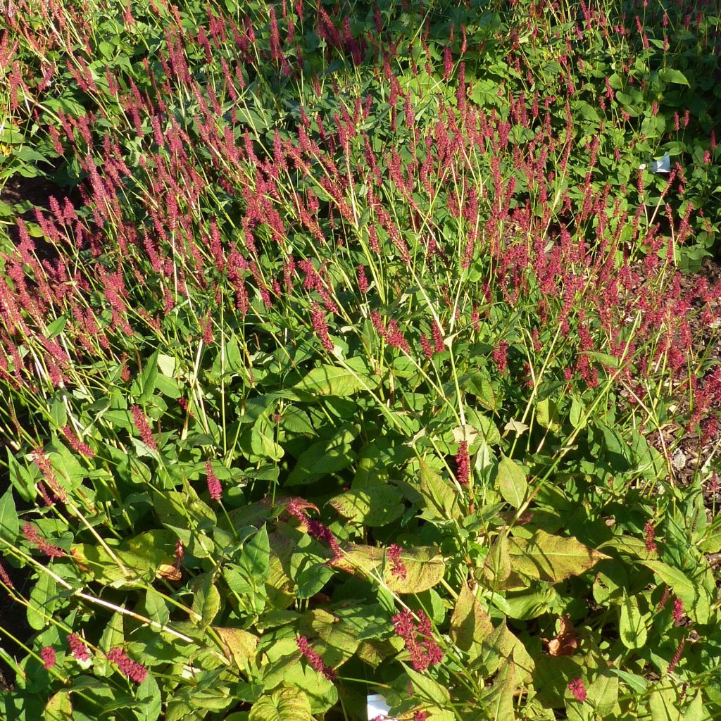 Kerzenknöterich Blackfield - Bistorta amplexicaulis