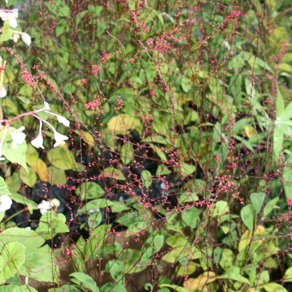 Knöterich var. filiformis - Persicaria virginiana