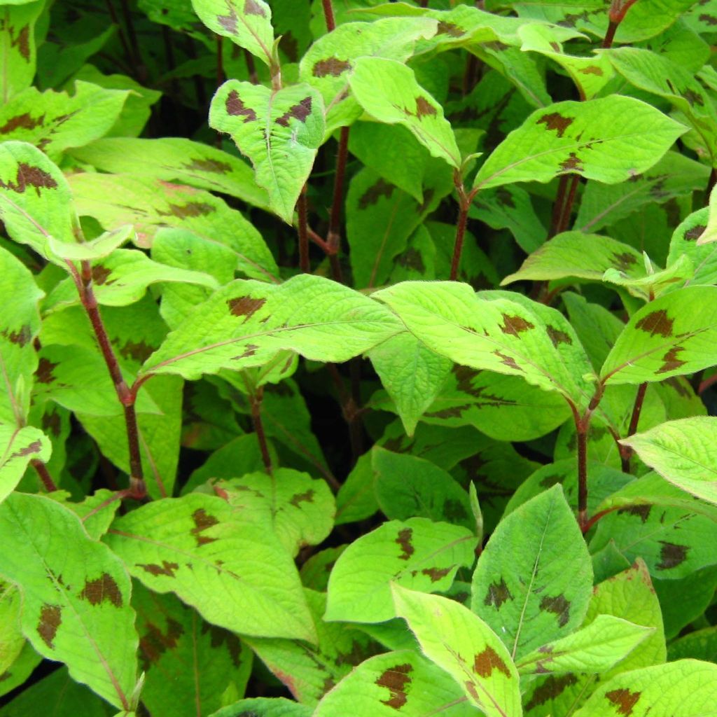 Knöterich var. filiformis - Persicaria virginiana