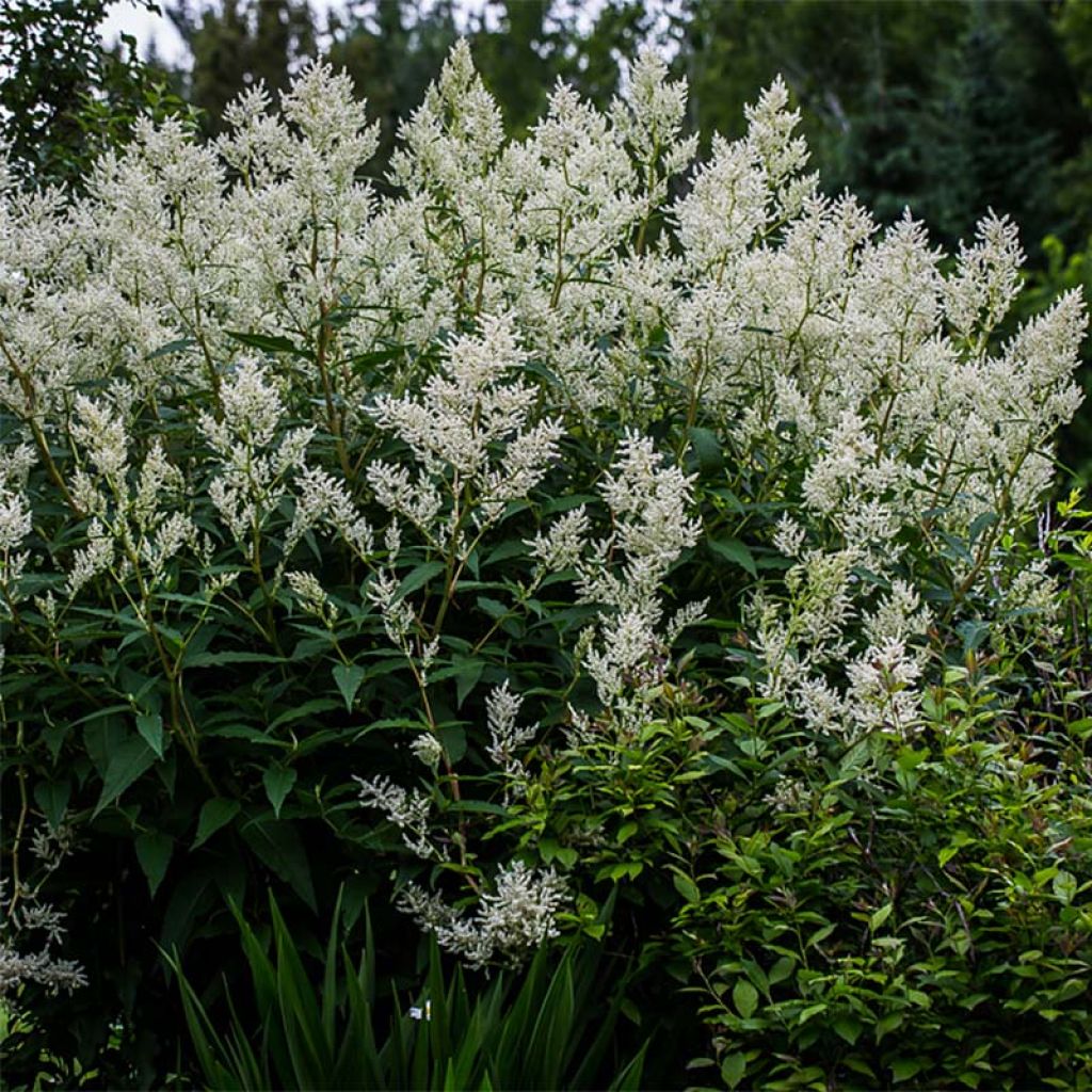 Bergknöterich - Persicaria polymorpha