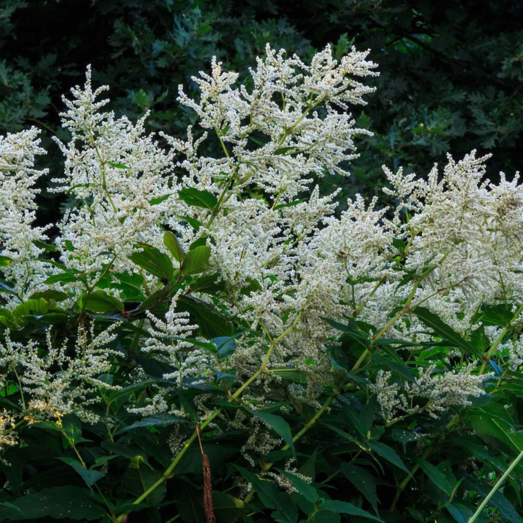 Bergknöterich - Persicaria polymorpha