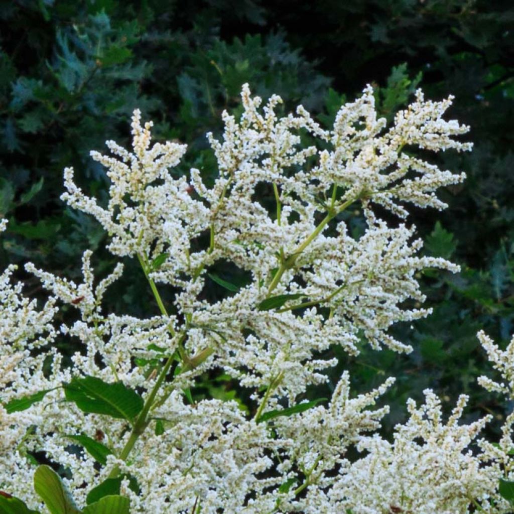 Bergknöterich - Persicaria polymorpha