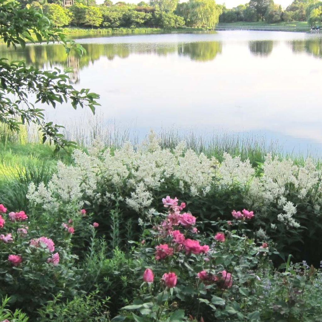 Bergknöterich - Persicaria polymorpha