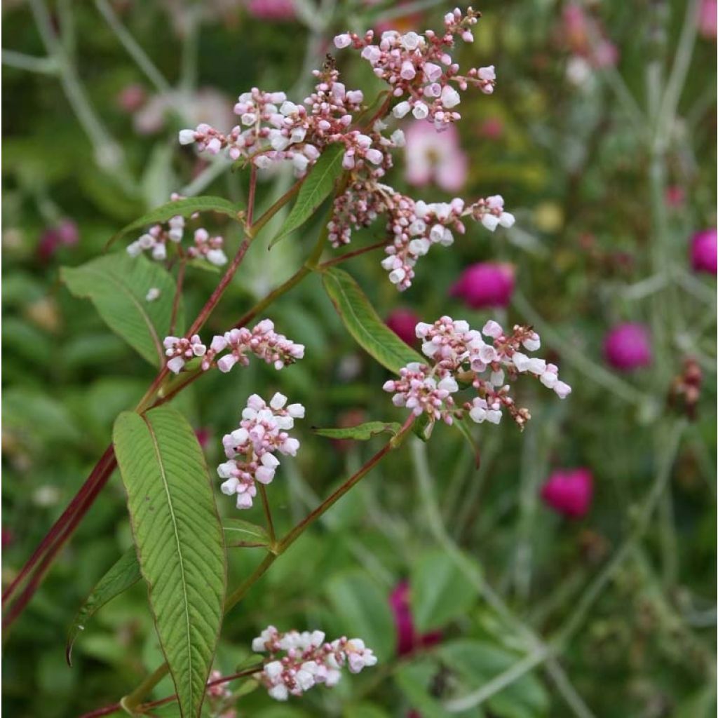 Himalaja-Glocken-Knöterich - Persicaria campanulata