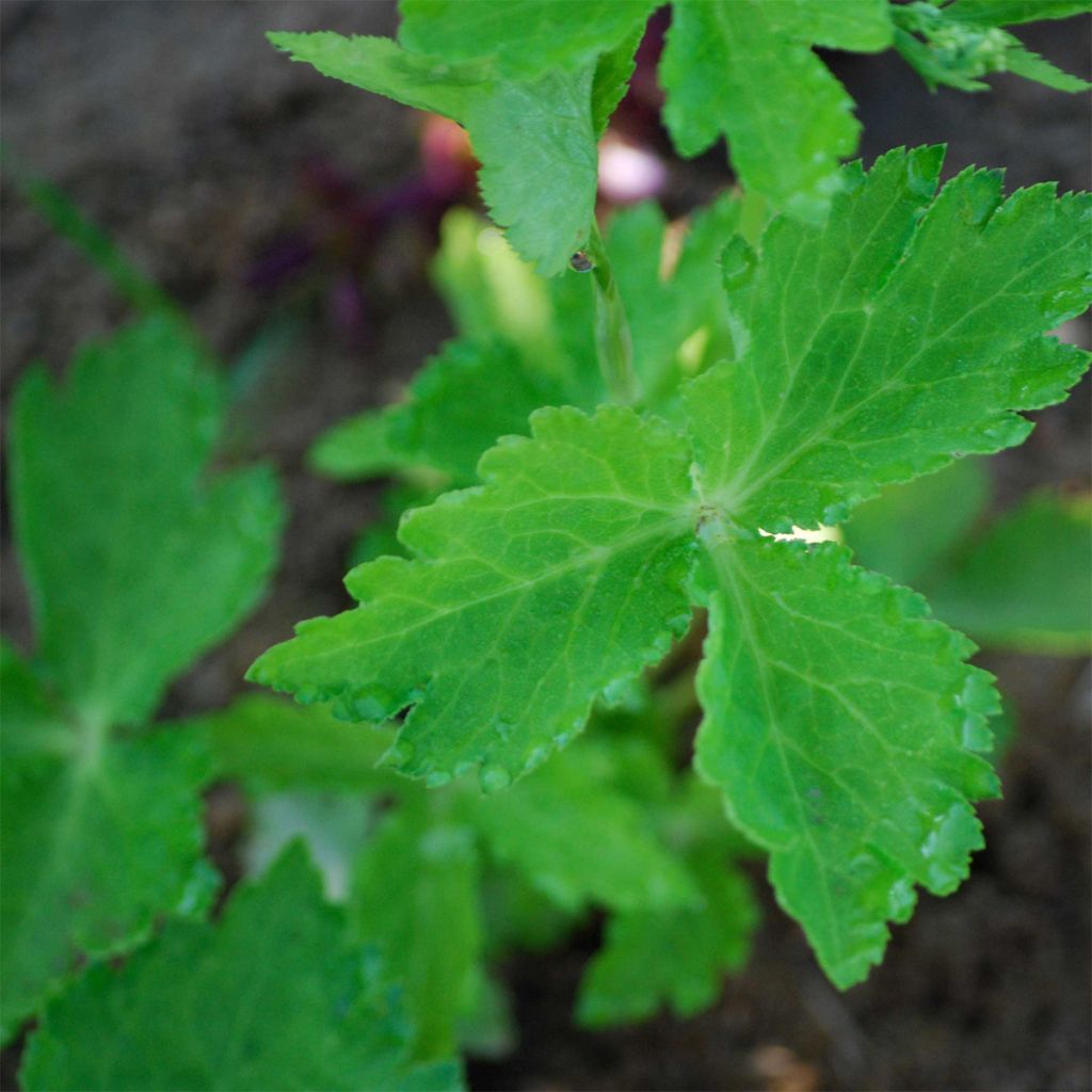 Mitsuba Mitsuba - Cryptotaenia japonica