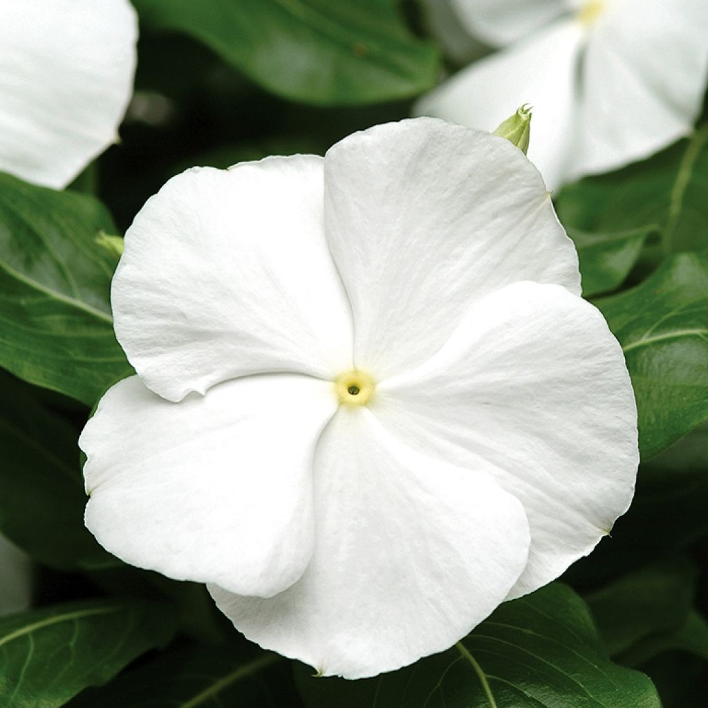 Rosafarbene Catharanthe Titan F1 White - Catharanthus