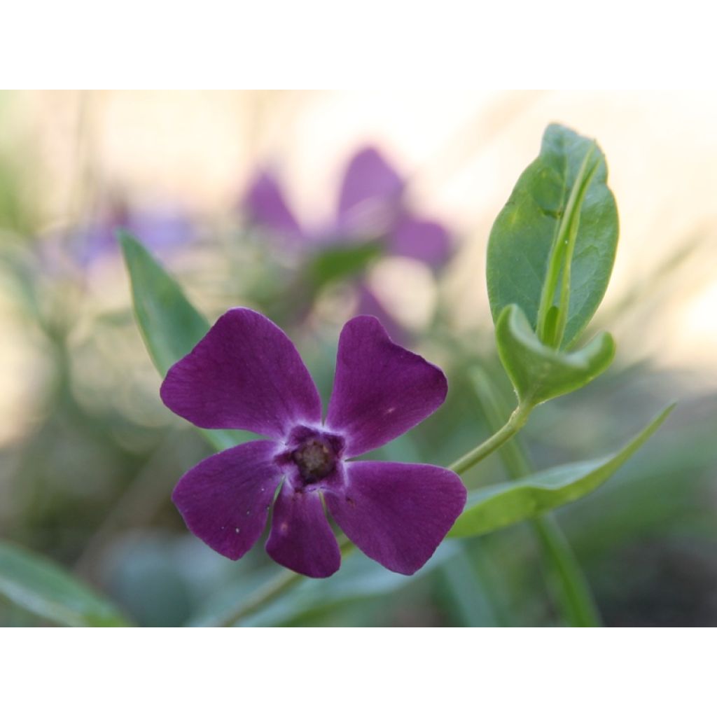 Kleines Immergrün Atropurpurea - Vinca minor