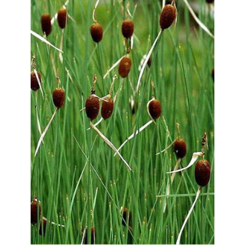 Petite massette - Typha minima