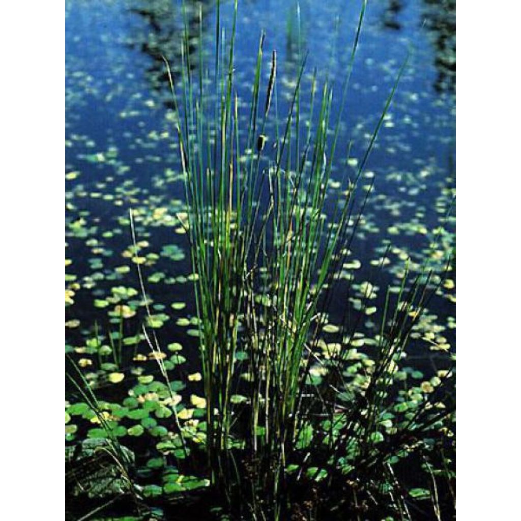 Petite massette - Typha minima