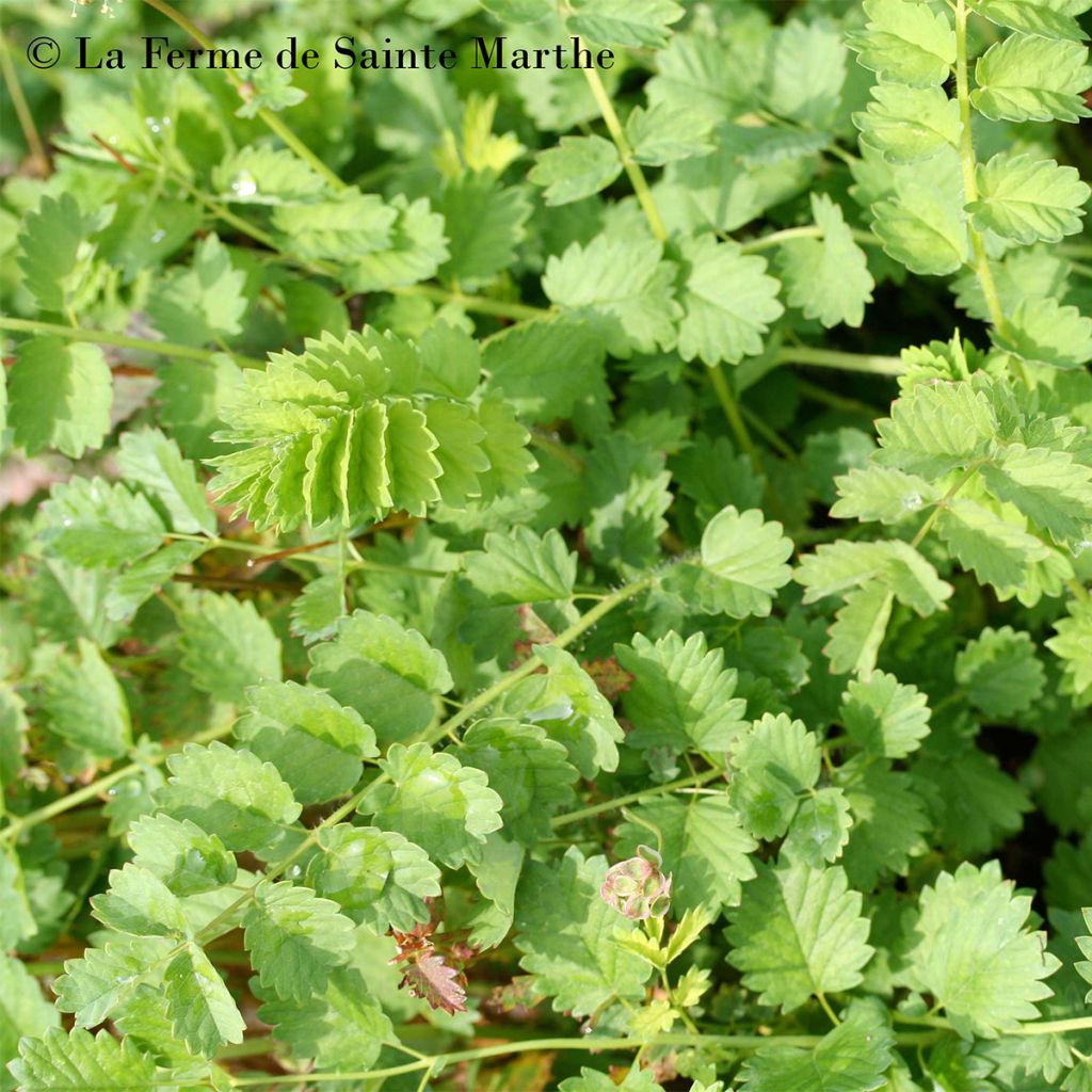 Kleiner Wiesenknopf Bio - Sanguisorba minor