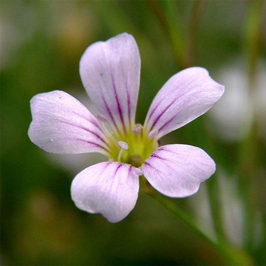 Petrorhagia saxifraga - Steinbrech-Felsennelke