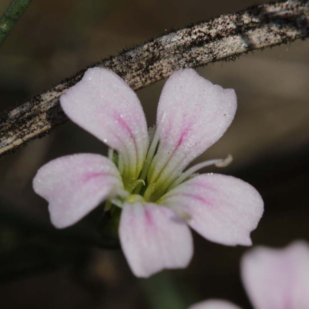 Petrorhagia saxifraga - Steinbrech-Felsennelke